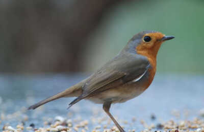 Birdwatching